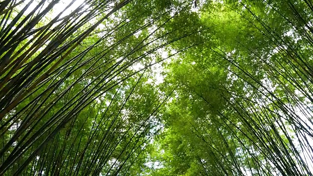 风景清新自然碧绿竹林隧道视频素材