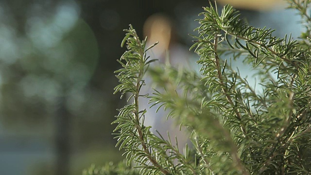 穿着spa浴袍的女人走在迷迭香植物后面视频素材