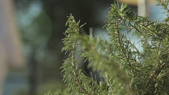 穿着spa浴袍的女人走在迷迭香植物后面视频素材