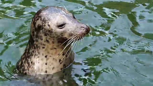 水里的海豹(Phoca vitulina)把头伸出了水面。海豹在水里休息视频素材