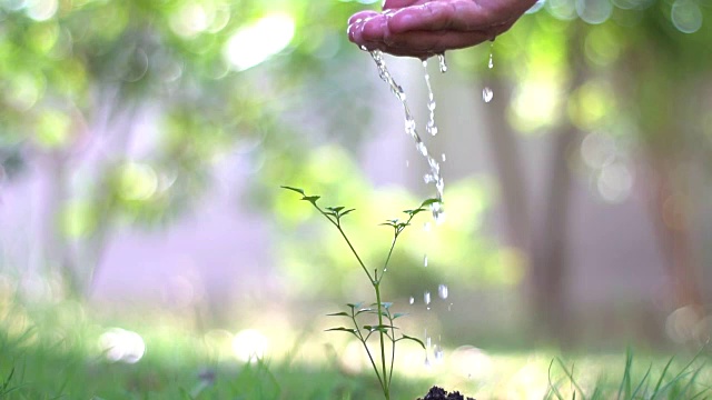 慢动作的手浇树在一个花园自然视频素材