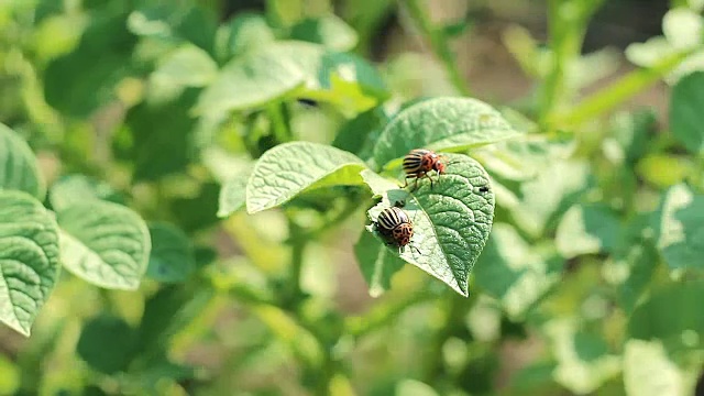 科罗拉多甲虫和幼虫。害虫的土豆视频素材