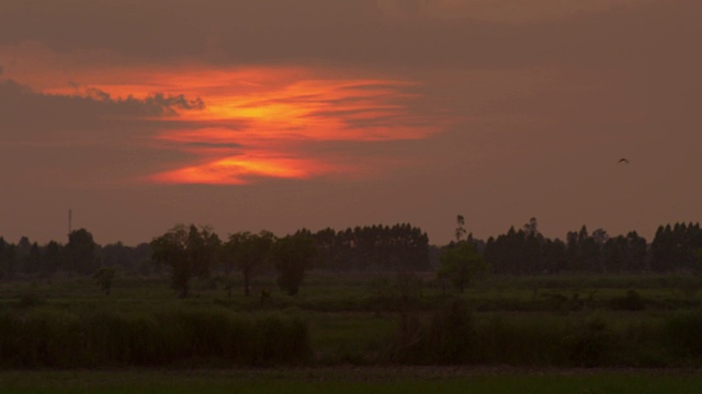 田园风光、稻田风光和夕阳背景视频素材