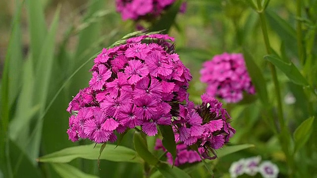 石竹花在花园里开放视频素材