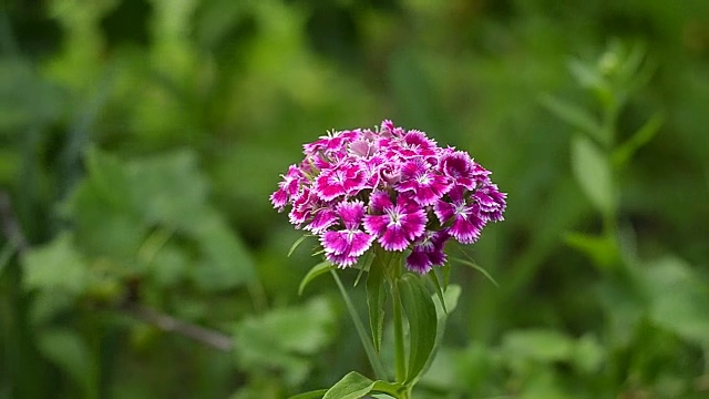 夏日花园里，小石竹花盛开视频素材