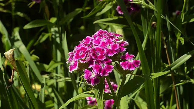 夏日花园里盛开的石竹花视频素材