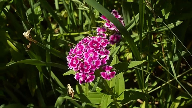 美丽的粉红色石竹花在夏季花园里盛开视频素材