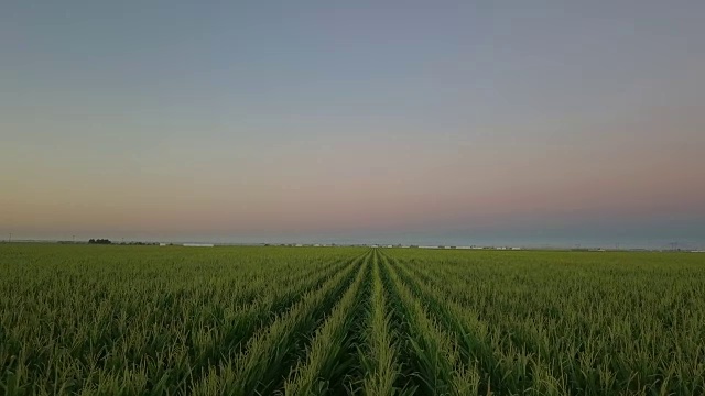 日出时玉米地鸟瞰图视频素材