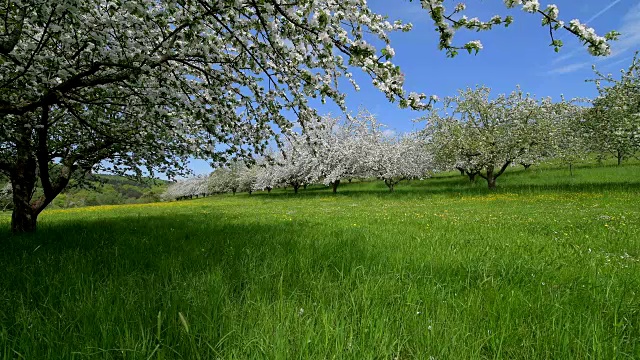 春天草地上盛开的苹果树，Werbach, Taubertal, Tauberfranken, main - tauberdistrict, Baden-Württemberg，德国视频素材