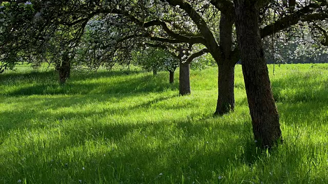 春天草地上盛开的苹果树，Werbach, Taubertal, Tauberfranken, main - tauberdistrict, Baden-Württemberg，德国视频素材