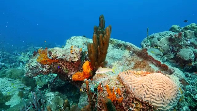 在库拉索岛周围的加勒比海珊瑚礁海景视频素材