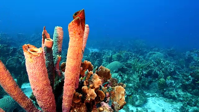 在库拉索岛周围的加勒比海珊瑚礁海景视频素材