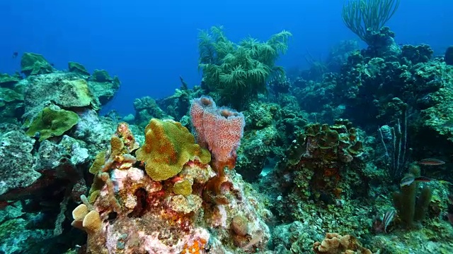 在库拉索岛周围的加勒比海珊瑚礁海景视频素材