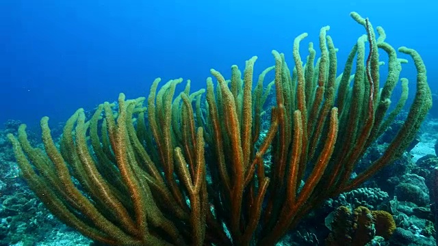 在库拉索岛周围的加勒比海珊瑚礁海景视频素材