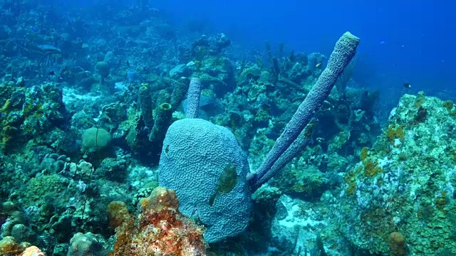 在库拉索岛周围的加勒比海珊瑚礁海景视频素材