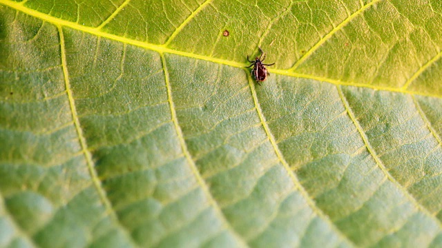 雄性蜱(蓖麻硬蜱)视频下载