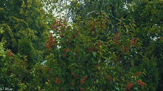 夏天的雨在花园里视频素材