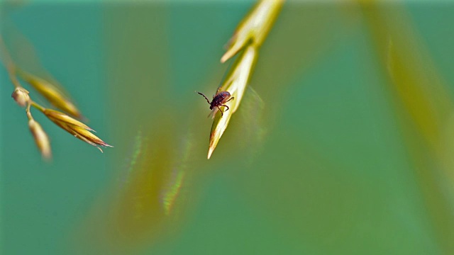 蜱(硬蜱)雄性视频下载