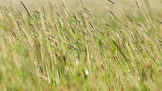 草视频下载