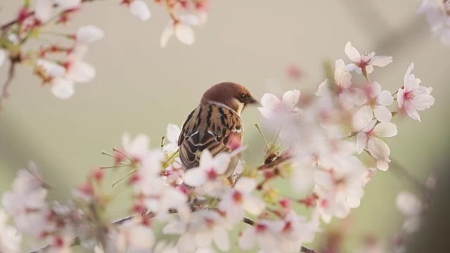 欧亚树雀和樱花视频素材