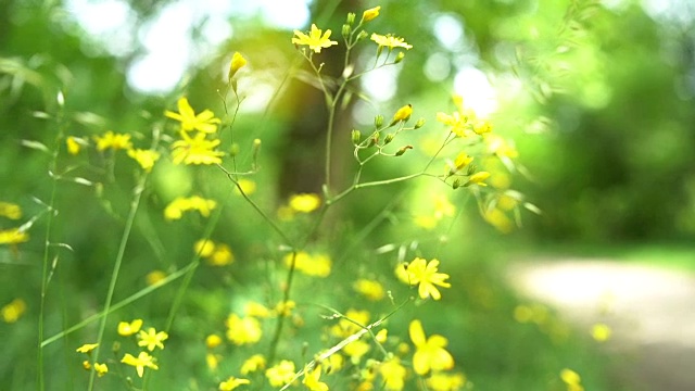 黄色的野花视频素材