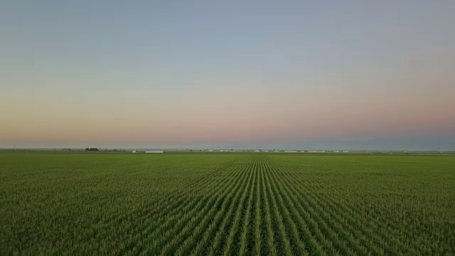 日出时玉米地鸟瞰图视频素材