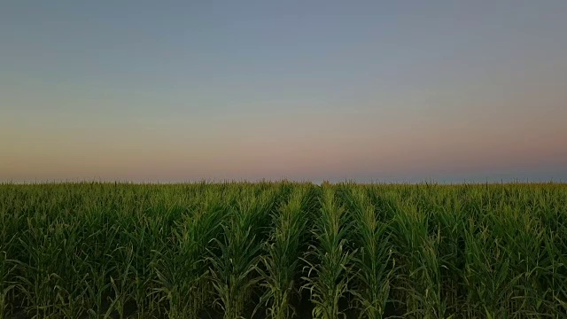 日出时玉米地鸟瞰图视频素材