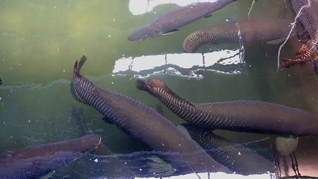 池塘中游弋的巨舌鱼或食人鱼。视频素材