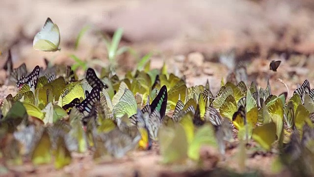 蝴蝶视频素材