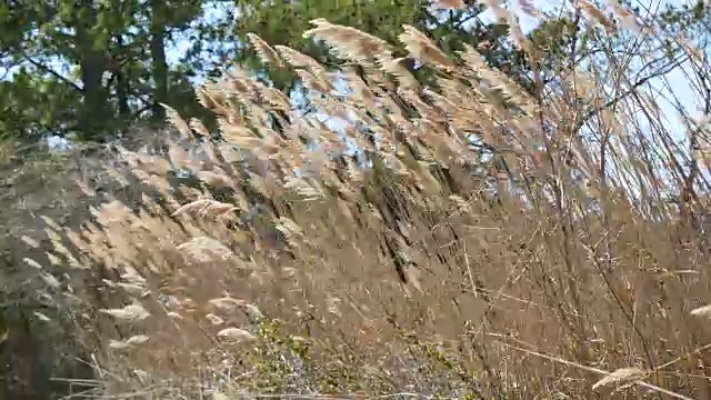 沼泽里的弗吉尼亚草随风飘动视频素材