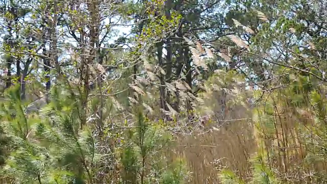 弗吉尼亚在风中吹起芦苇视频素材