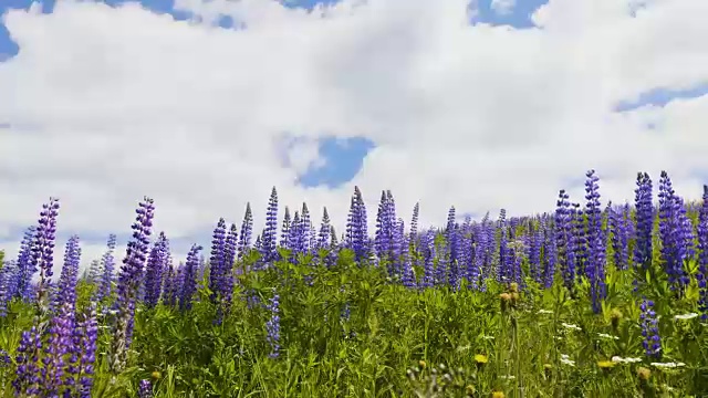 紫罗兰羽扇花在天空的背景视频素材