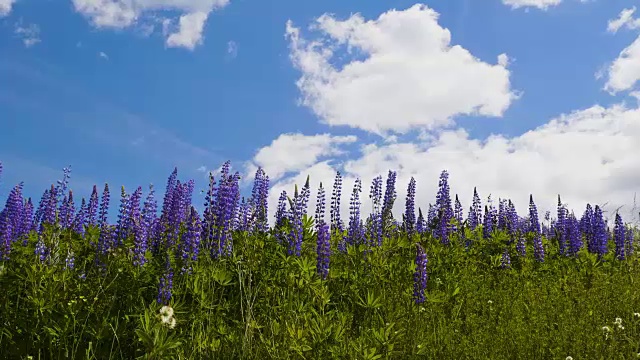 紫罗兰羽扇花在天空的背景视频素材