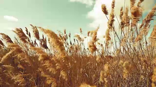 多风的夏日和麦田视频素材