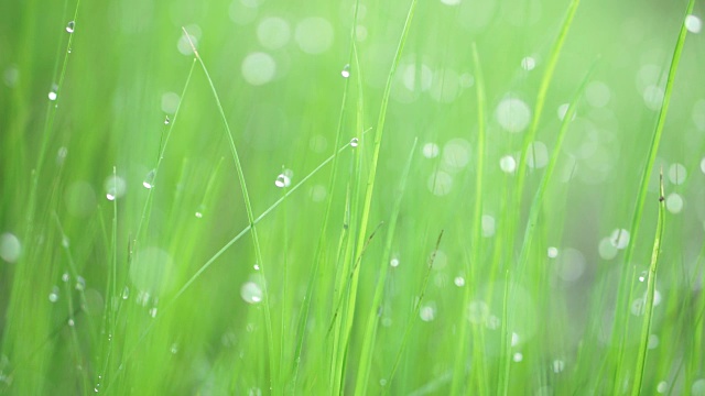 美丽的自然绿草与雨滴在早晨视频素材