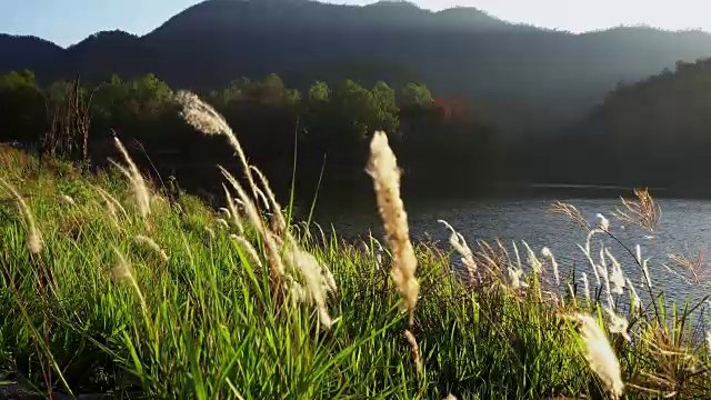 早晨的太阳来了，草地上的鲜花在日出的背景。视频素材