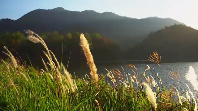 早晨的太阳来了，草地上的鲜花在日出的背景。视频素材