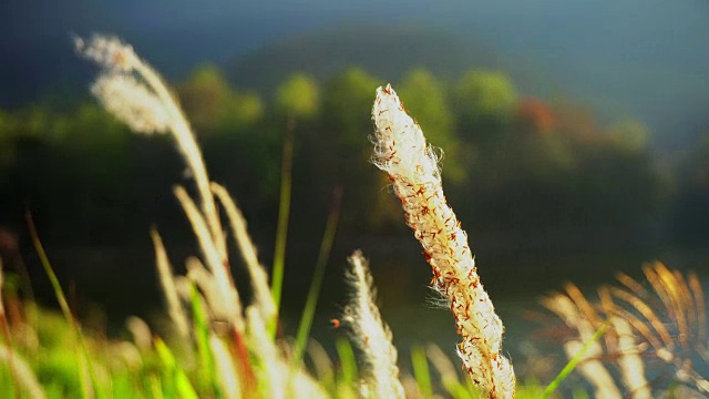 早晨的太阳来了，草地上的鲜花在日出的背景。视频素材