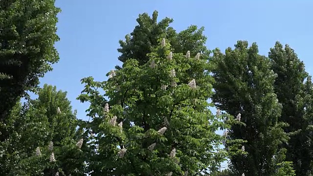 天空中栗树和白杨树的树梢视频素材