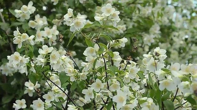 茉莉花枝容易在风中摆动视频素材