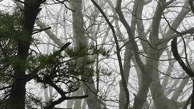 松枝和落叶在雾中视频素材