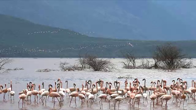 火烈鸟降落在肯尼亚博戈里亚湖的海岸线上视频素材