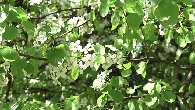 盛开着白色花朵的春天苹果树视频素材