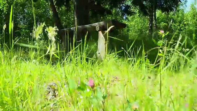 穿过阳光明媚的森林视频素材