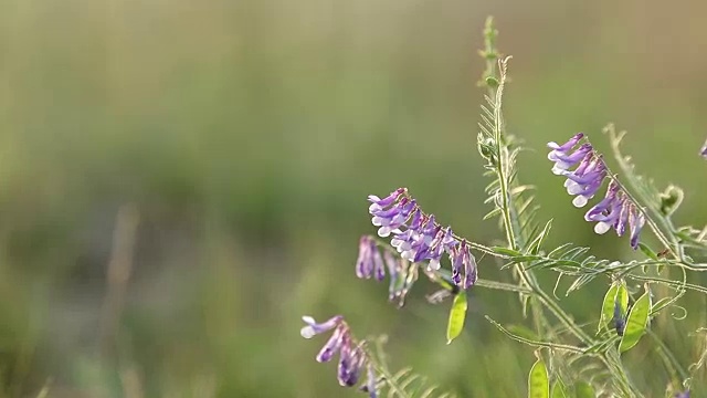 野豌豆花在地里长得很近。野豌豆花开花了。日落背光，移动拍摄，现场浅景深，50帧/秒。视频素材