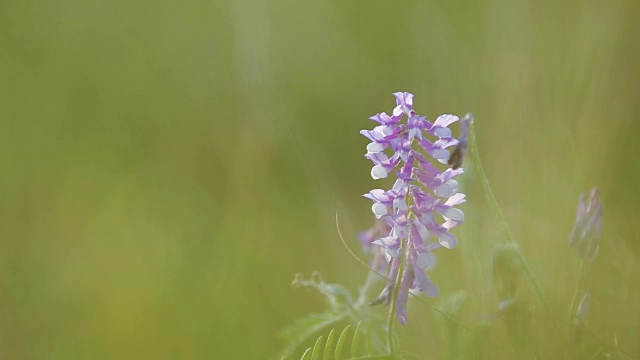 野豌豆花在地里长得很近。野豌豆花开花了。日落背光，移动拍摄，现场浅景深，50帧/秒。视频素材