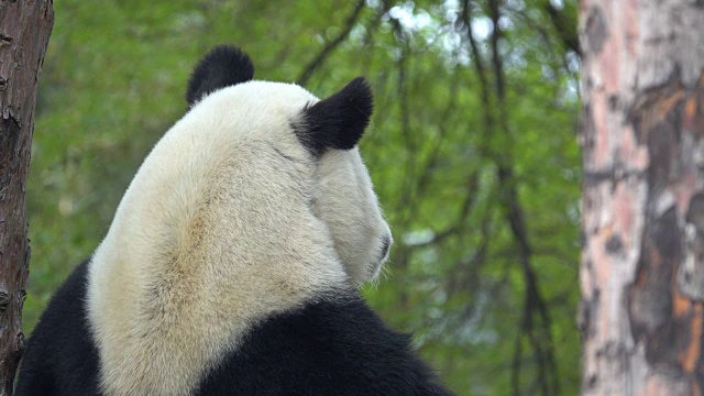 无聊的熊猫就坐着。视频下载