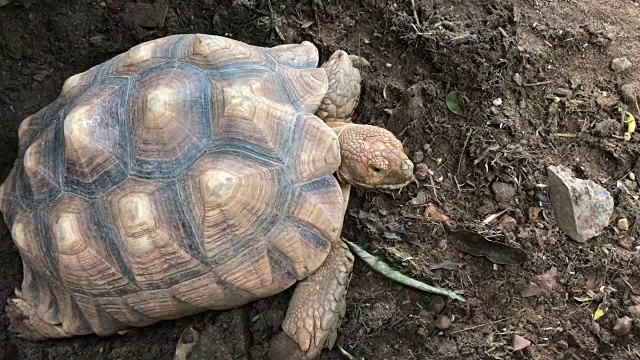 巨大的乌龟视频素材