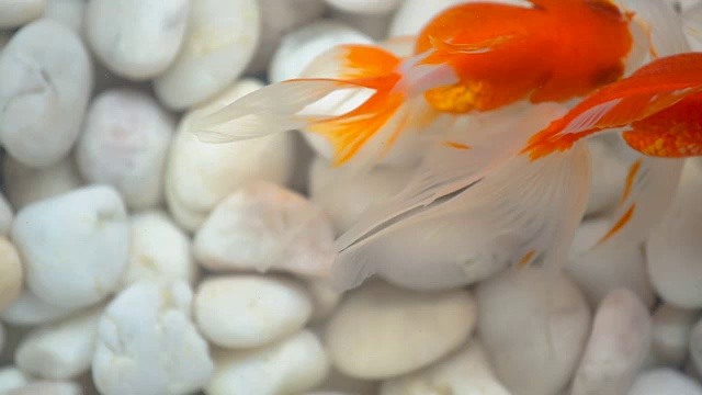 顶视图金鱼游泳在水族馆与白色的岩石石头的背景视频素材