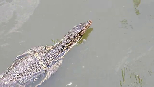 巨蜥在水里游泳视频素材